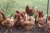 Import Veterinary Poultry Pecking &amp; Cannibalism Medicine - Organic Ayurvedic Herbal Chicken Feed supplement - chicken, birds - powder f from India