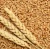 Import Maruti Dorum Wheat, Wheat Seeds in Best Discounts from India
