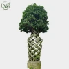 Wholesale outdoor or indoor foliage garden ornamental  or park landscape use ,evergreen ficus microcarpa bonsai