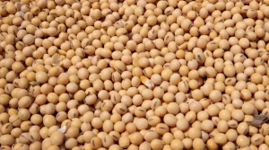 Top Grade White Soybeans, Dried Soybeans
