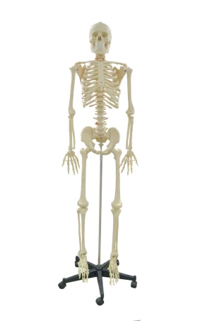 180cm Human Structure skeleton model manufacturer