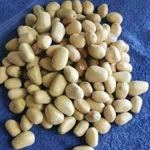 horridus seeds
