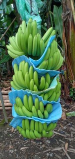 Bananas, fresh bananas, Bananas Cavendish