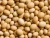 Import Soybean from Singapore