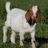 Boer Goat and Saanen Goats For Sale
