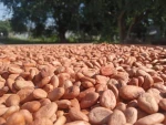 Cocoa Premium Quality