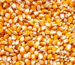 Premium Yellow Corn for Human Consumption & Animal Feed