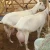 Import Boer Goat and Saanen Goats For Sale from Germany