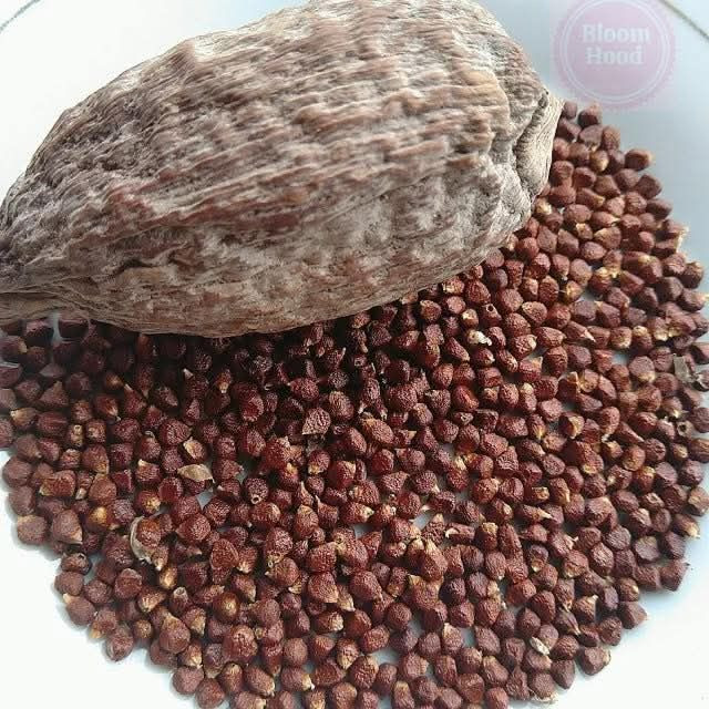 buy-alligator-pepper-aframomum-melegueta-from-paradise-multitrade