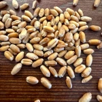 Carefully Processed Durum Wheat With 14% Protein Level Durum Wheat Offered In Bulk Packaging