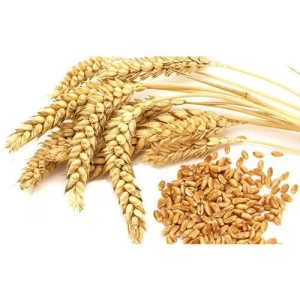 Excellent Golden Grains of Pure Wheat in Best Discounts