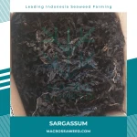 Sargassum Seaweed