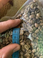 robusta coffee beans