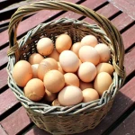Organic Fresh Chicken Table Eggs for sale