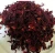 Import Dried Hibiscus flowers (Roselle flowers) from Nigeria