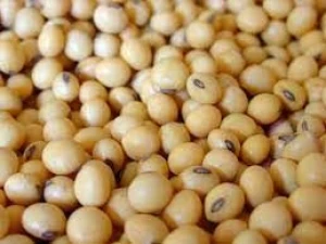 Soybeans in best quality