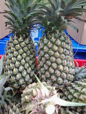 Vietnam Fresh pineapple