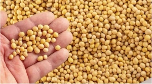 Soyabeans