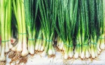 Premium Chives wholesale