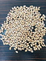 Middle east pistachio nuts