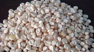White Maize (NON GMO) for Human consumption