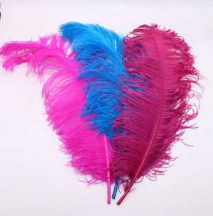 ostrich plumes feather