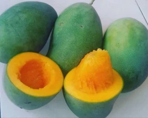 harum manis mango