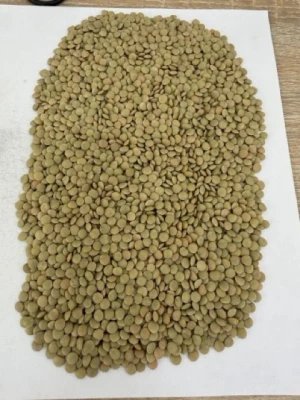 Green lentils