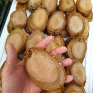 Dried Abalone fresh Abalone seafood whole frozen/canned abalone Hot-selling Nutritious fresh live shellfish