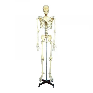 Artificial Human ,Skeleton For Education,human skeleton labeled