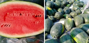 Watermelon Fresh Fruit (From Viet Nam)