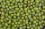 Import Green Mung bean from Thailand