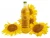 Import Refined Sunflower oil from South Africa