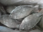 Frozen Whole Tilapia Fish