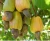 Import Cashew Nuts from Tanzania