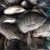 Import Frozen Whole Tilapia Fish from Thailand
