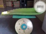 Best Grade Aloe Vera in Natural Blue Color