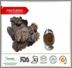 100% Natural Chaga Extract 20% Polysaccharides Powder, Chaga P.E.