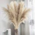 150cm Decor Natural Dried Pampas Phragmites Communis Decoration Pampas Grass Flower Bunch for Home Living Room Wedding