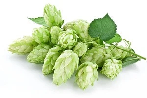 2019 New batch Hops extract, Hops Flower Extract with Humulone powder