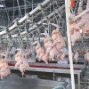 300-10000BPH Chicken Processing Line Slaughtering Machine Equipment