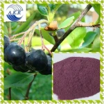 4:1 10:1 20:1 Top quality Acai Berry powder have in stock