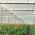 Agricultural Low Density Polyethylene UV Treated Plastic Sheeting Anti-Drip Greenhouse Plastic Film