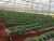 Import Agriculture plastic film - High UV resistance greenhouse film - PE film from Vietnam
