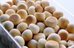 Baby Ball Biscuits from OEM Service of GREEN Foods having HALAL and ISO certificates