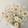 Baiyue Direct Supply Dry Natural Real Flowers Pink White Eternal Daisy Dried Preserved Rhodanthe