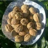 Best Price Oganic Walnuts with Thin Shell Or Kernel without Shell Price China