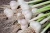 Best quality bulk pure fresh garlic normal white