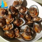 Best selling seafood shellfish live geoduck clam
