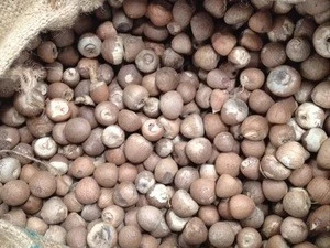 Betel Nut Thailand / BETEL NUT - ARECA NUT / Quality whole and Split Betel Nuts